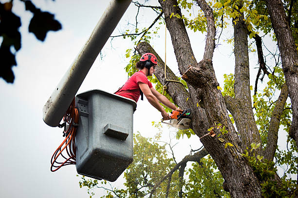 How Our Tree Care Process Works  in  South Coventry, CT